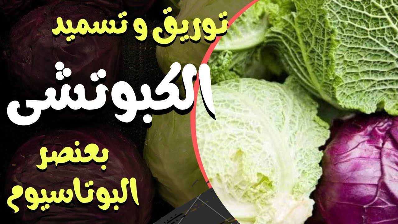 زراعة الكابوتشى توريق وتسميد  الكرنب الأحمر بعنصر البوتاسيوم