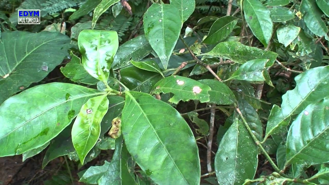 Chacruna * Arcoiris