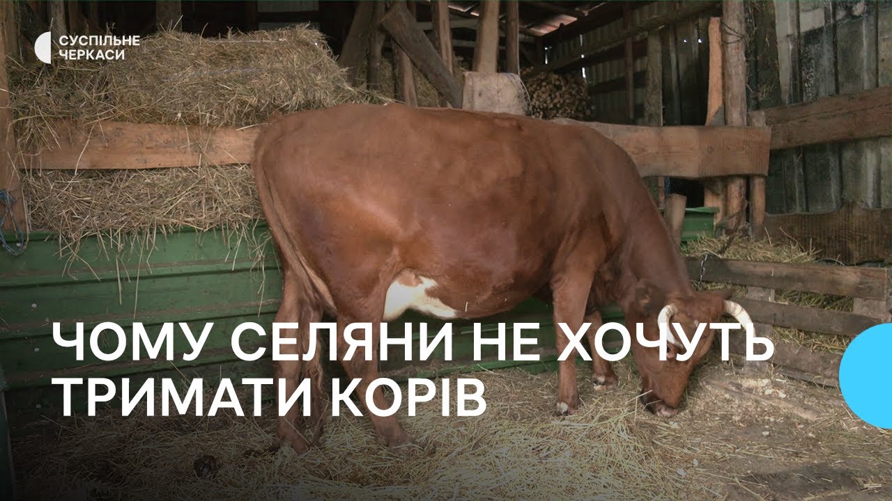 Тримати корів стало не вигідно: з якими викликами зіштовхуються селяни
