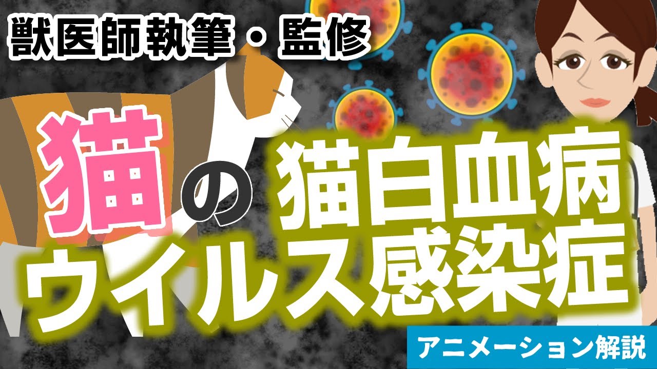 猫の猫白血病ウイルス感染症について【獣医師執筆監修】症状から治療方法まで
