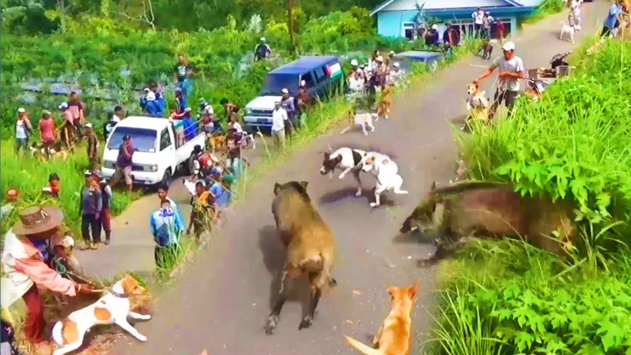 Babi Brutal Tak Punya Perhitungan⁉️ Berburu Babi di Paninjauan || Amazing Video ||