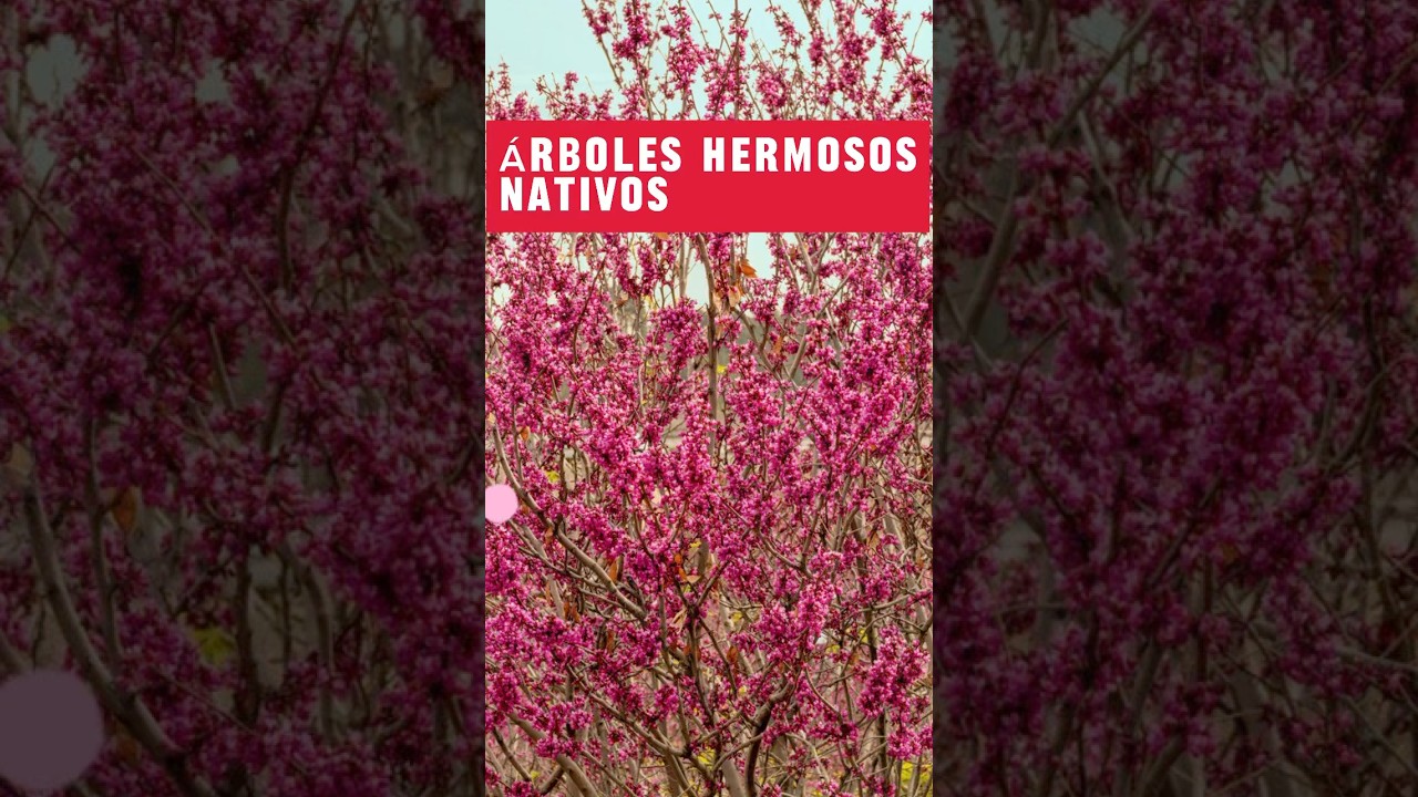 &Aacute;rboles Hermosos Nativos para Reforestar en 2025✅🌳🚨🇲🇽‼️Parte 1 #arbolesnativos #plantas #jardin