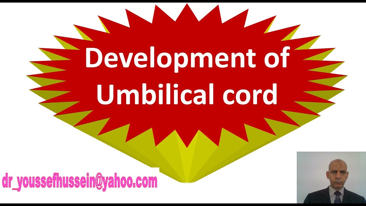 16- Fetal membranes - Development of  Umbilical cord