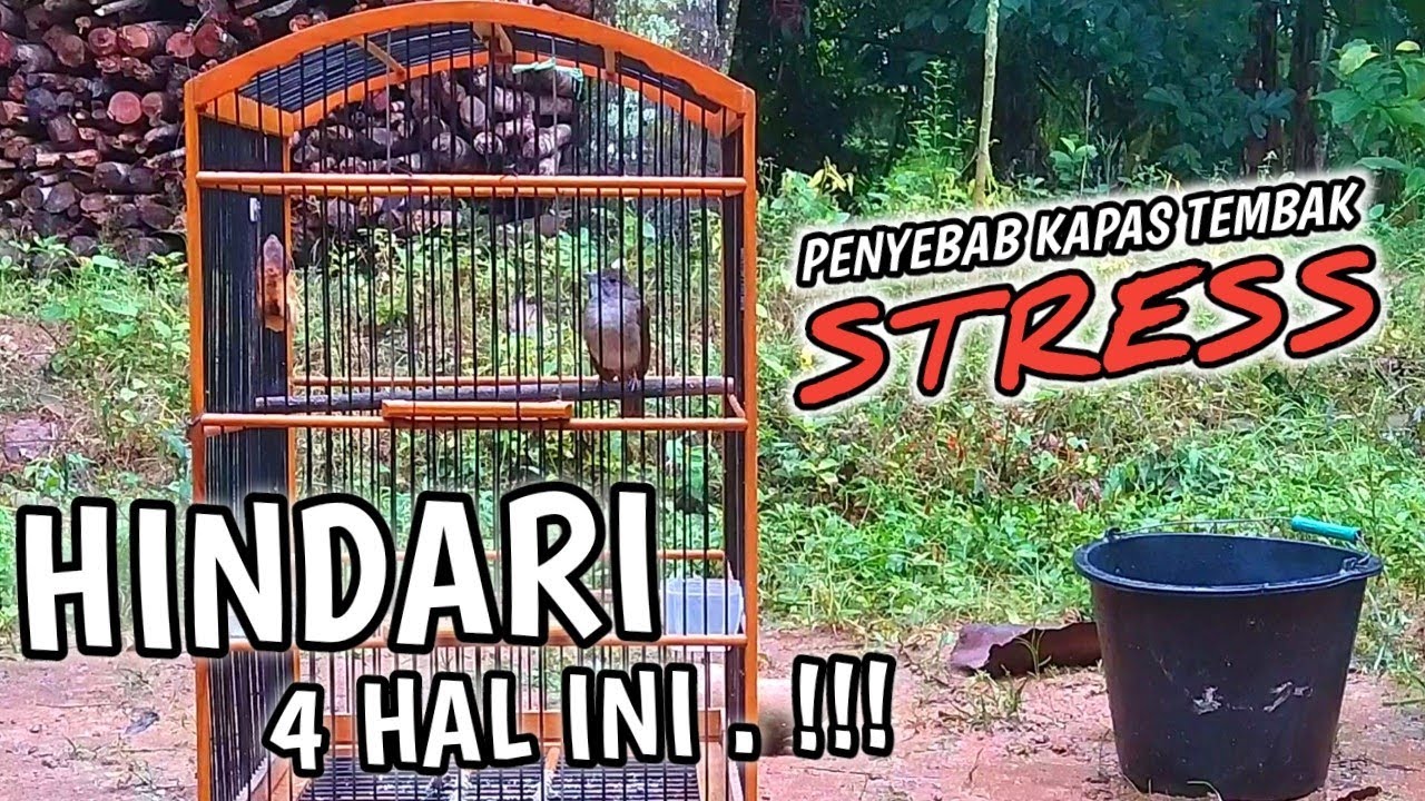 Penyebab burung kapas tembak stres dan macet bunyi‼️