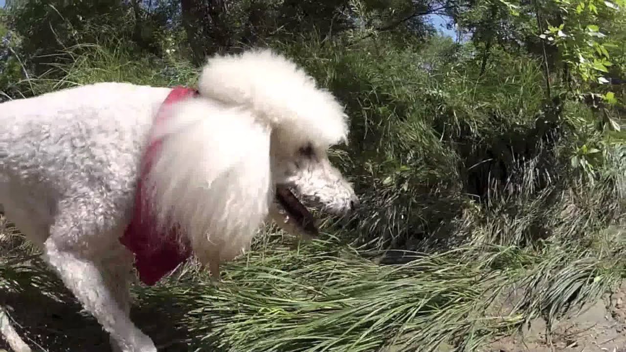 A best friend well remembered