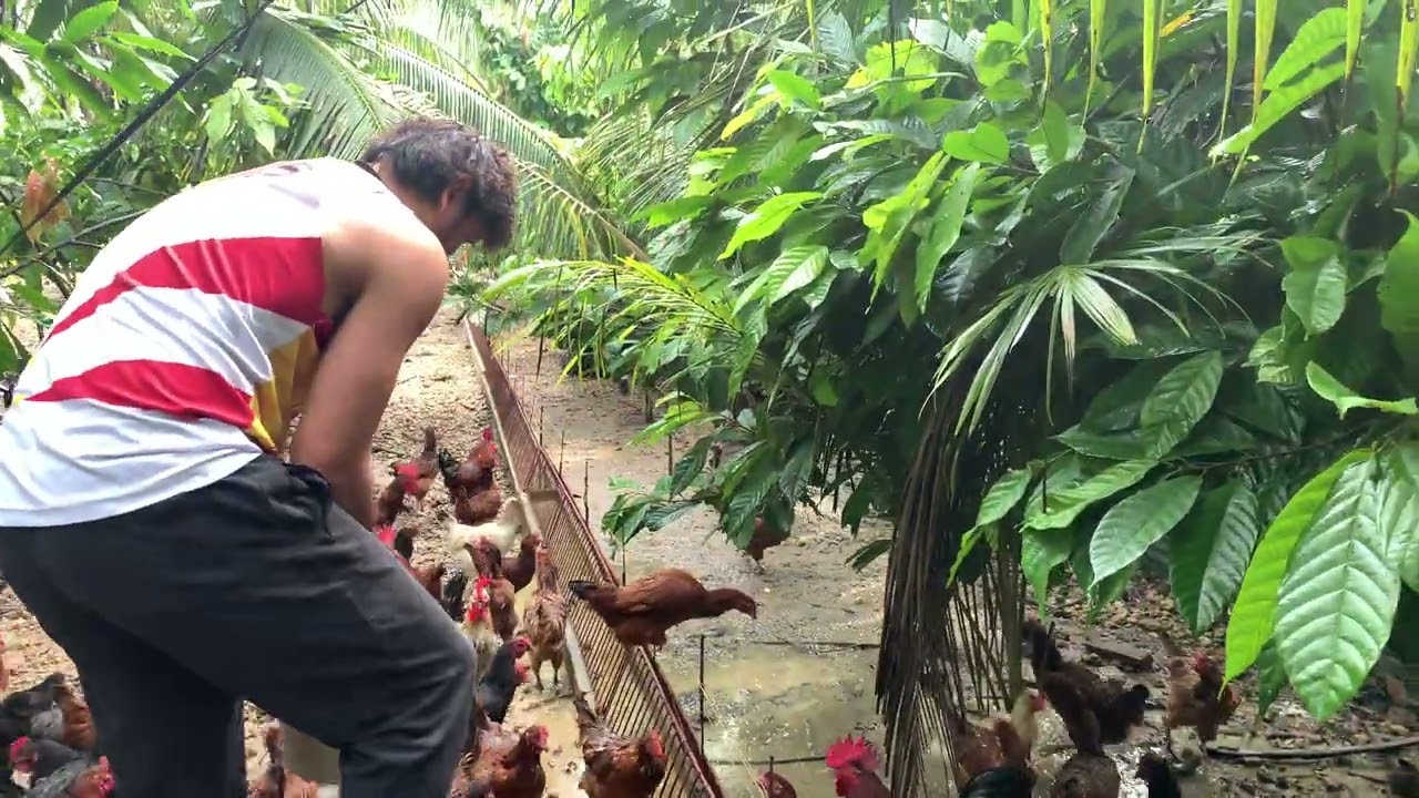Bag o nakong tiglawog sa manok kaesyot