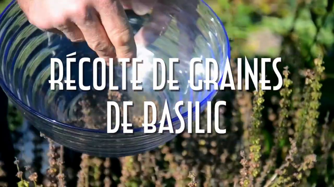 R&eacute;colte de Graines de Basilic [Production de Semences]