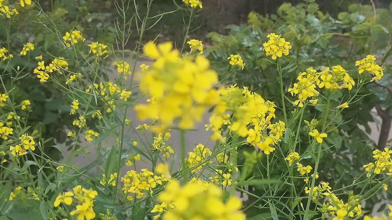 Relax your mind with this nature Beauty