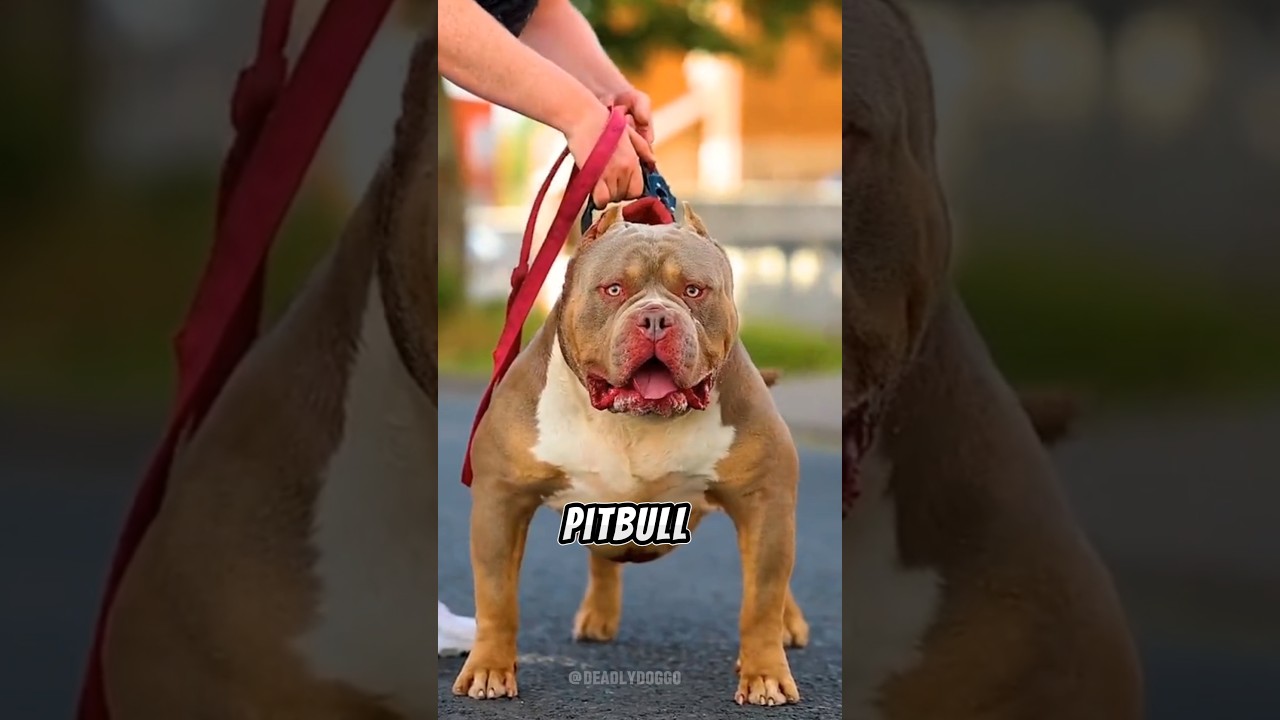 &iexcl;Pitbull vs Pastor Alem&aacute;n! &iquest;Qui&eacute;n gana esta batalla? 🐶💥 #Shorts