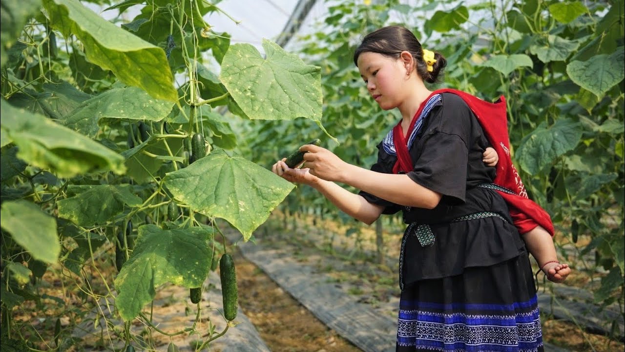 A Day in the Life of a 17-Year-Old Single Mother | Cucumber Harvest & Village Cooking