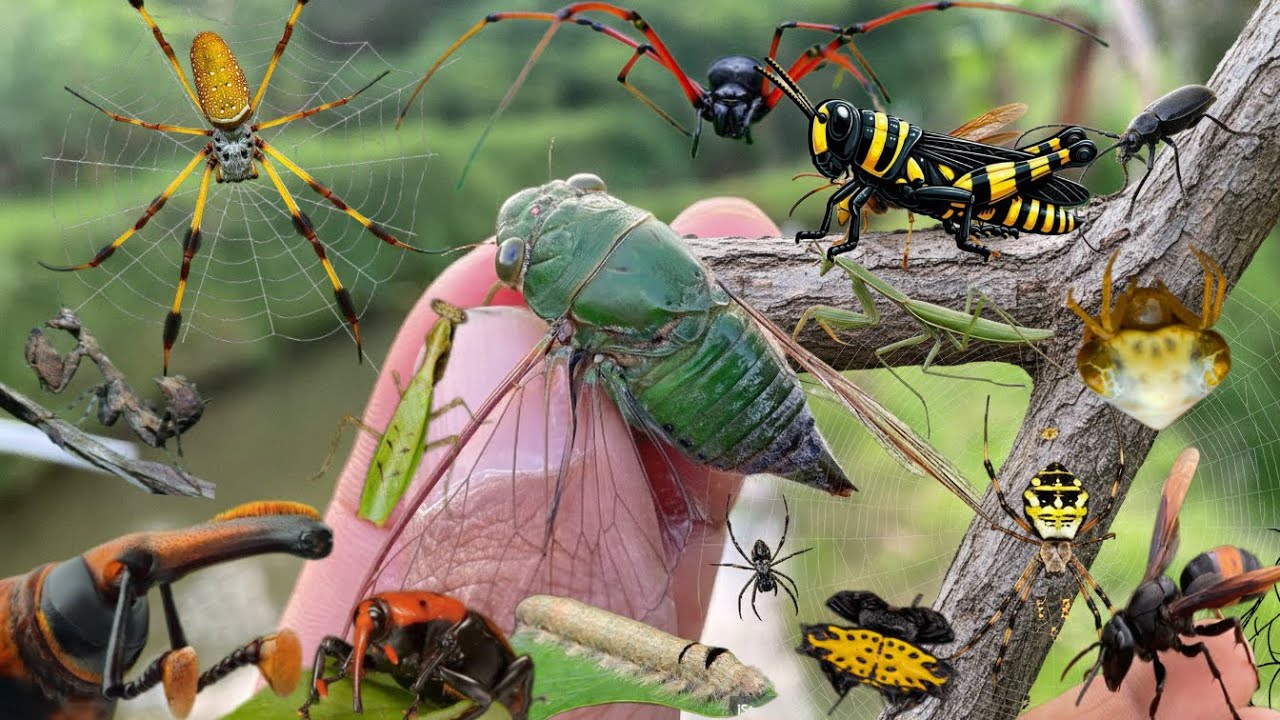 the beauty of the insects around us