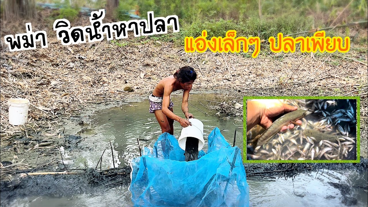 พม่าวิดน้ำหาปลา เอาไปตกปลากราย ปลาเล็กทอดกรอบ มัจฉาจอมป่วน Maesot