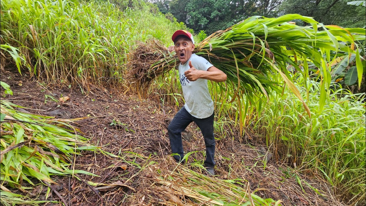 Cuanto gana 🤑 Don jose trabajando en el campo el salvador 