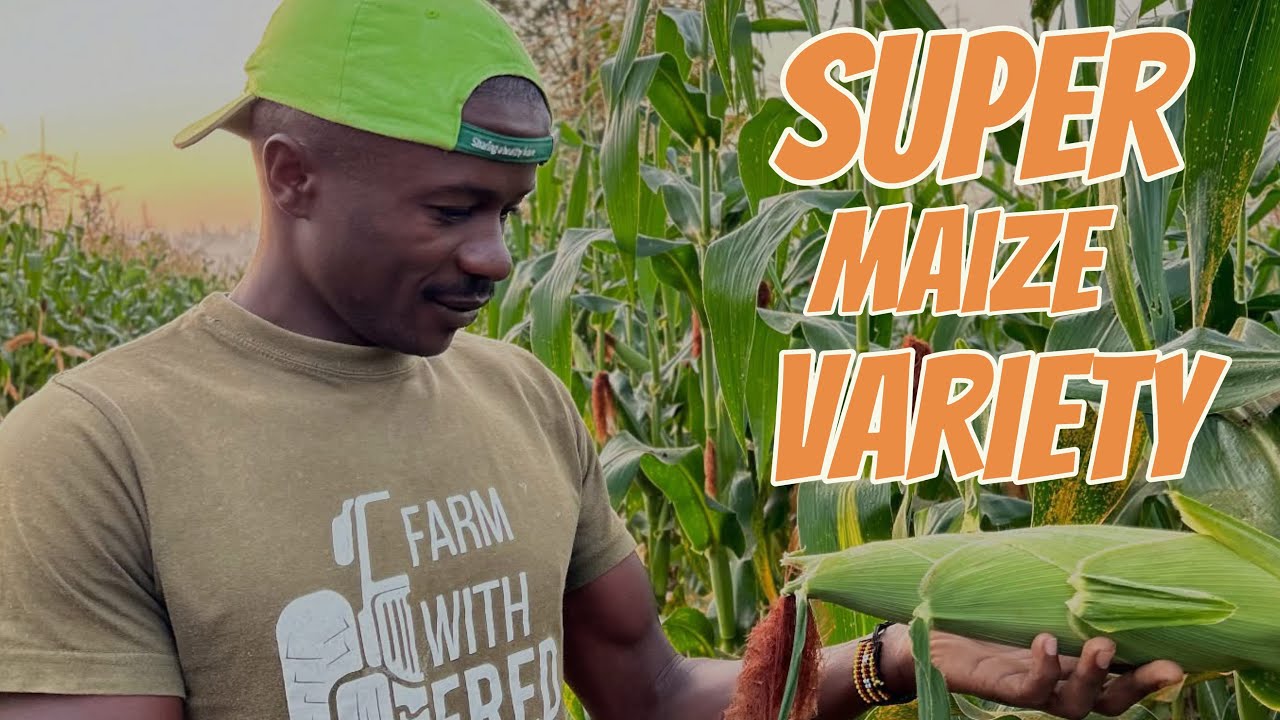 This New maize Variety is a game Changer. Here’s Why You Should Try It Too.