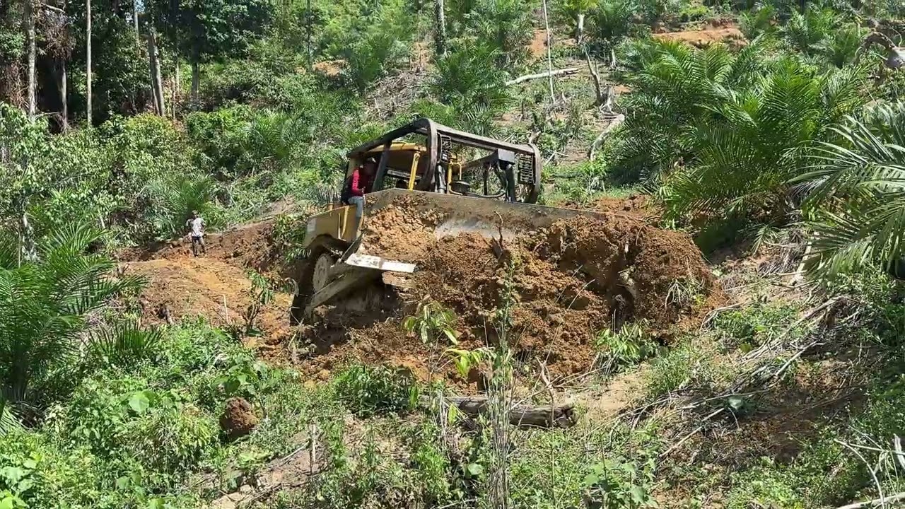 Build a New Road in the Palm Oil Plantation with a D6R XL Bulldozer