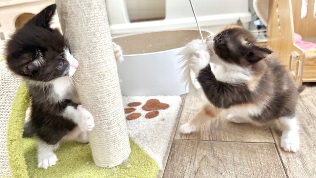 唸り声をあげてねずみを独占する子猫＆光くんトライアルへ出発【ポノfam物語#23】Kitten who never wants to hand over a mouse toy.