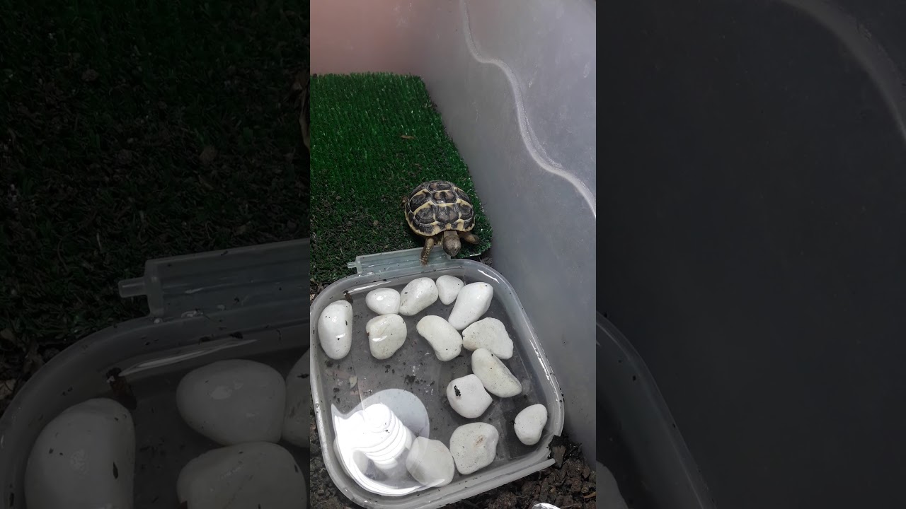 Tartarughe di terra
