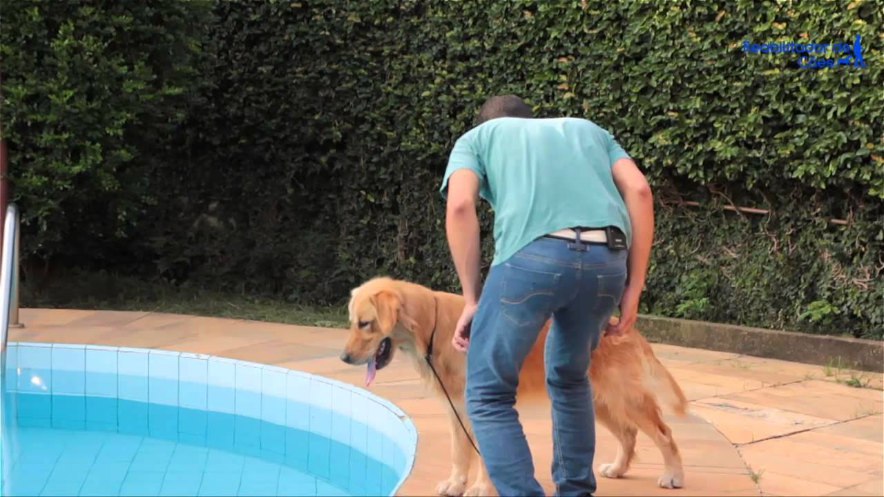 Reabilitador de Cães -  Episódio 02 - 