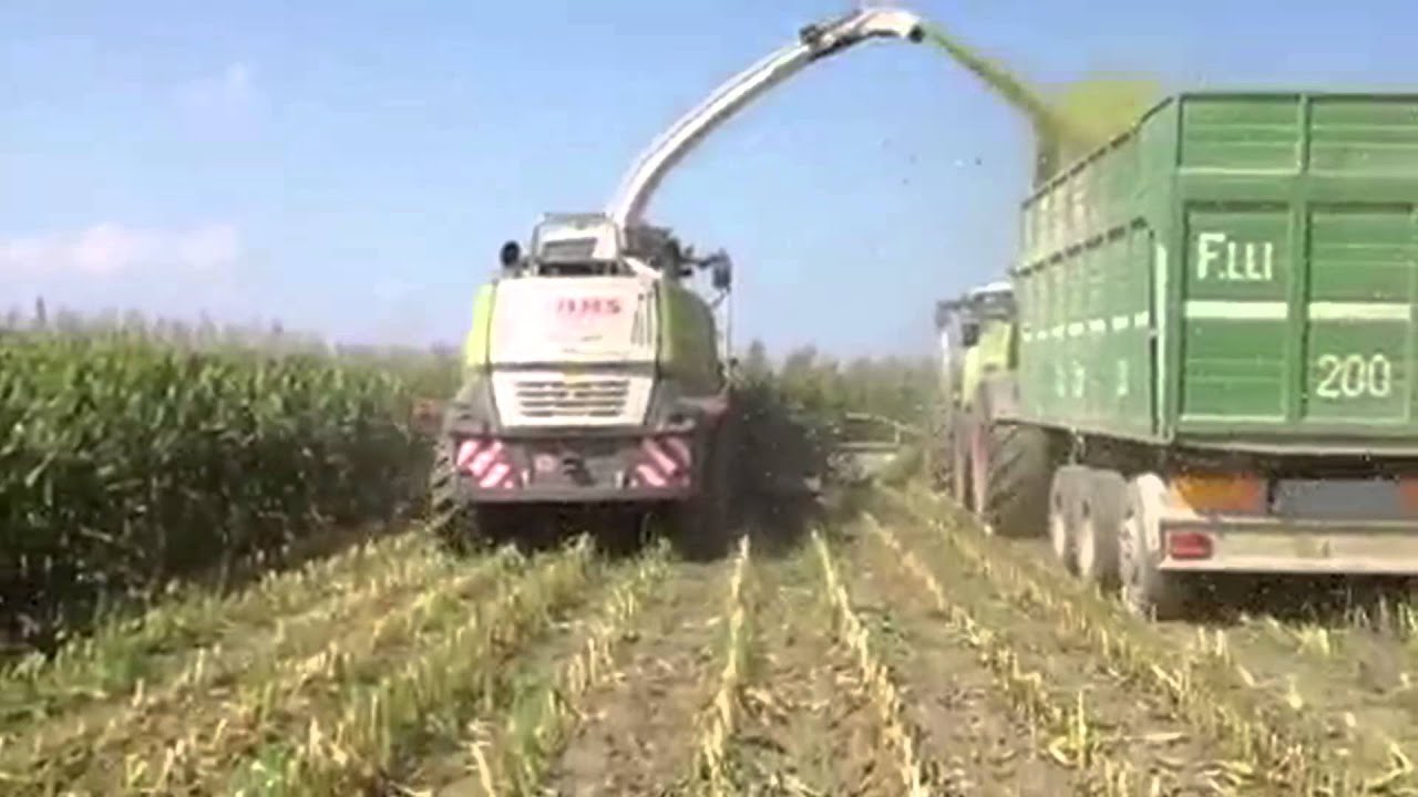 Corn Silage 2013 Az.Agr. 
