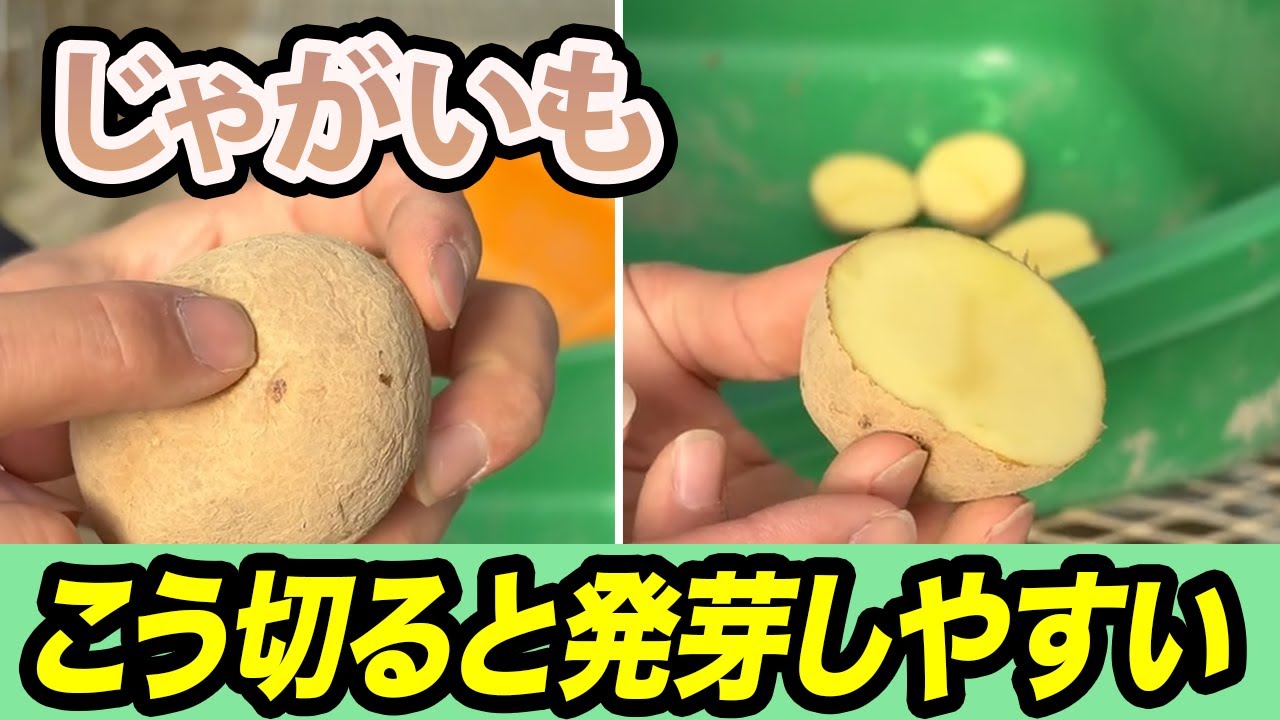 【じゃがいも】種芋の切り方のポイントとは。よく育つ方法