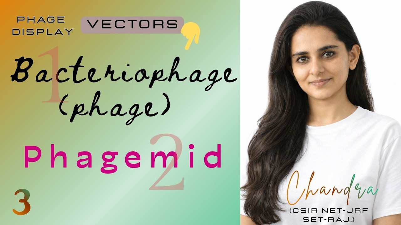 Part 3 – VECTORS: Bacteriophage & Phagemid | Phage Display