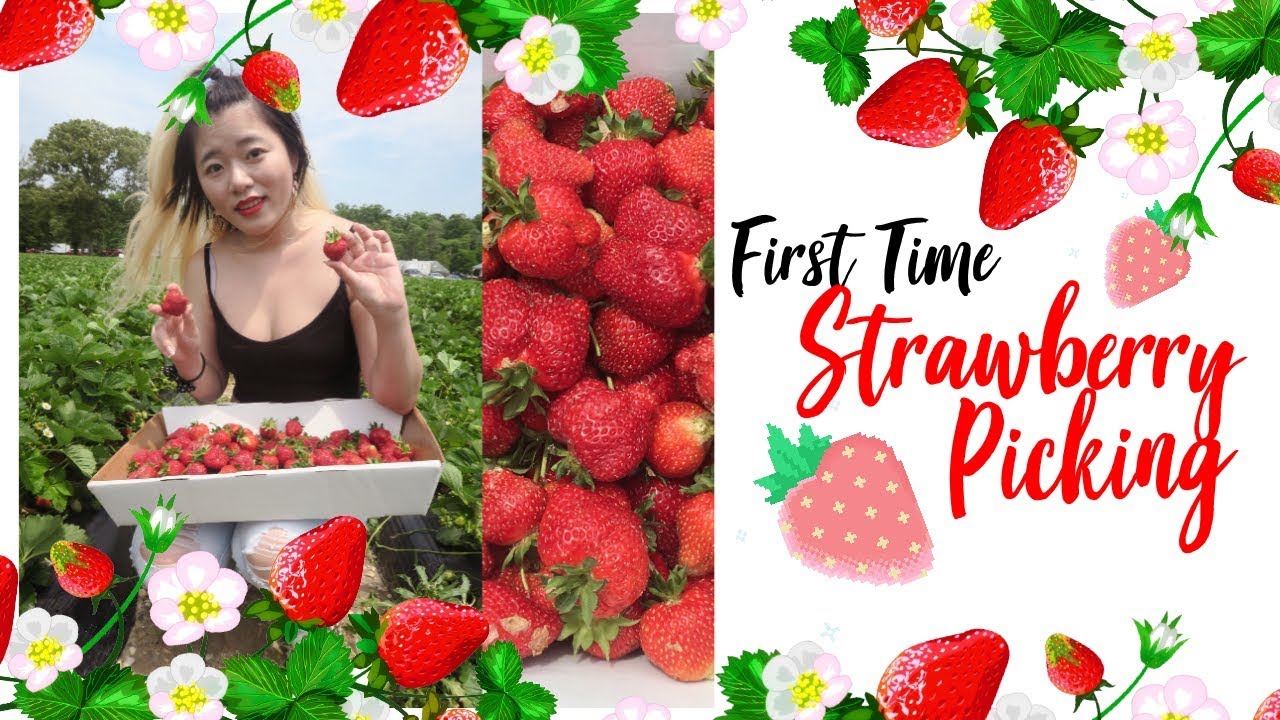 🍓 First time strawberry picking