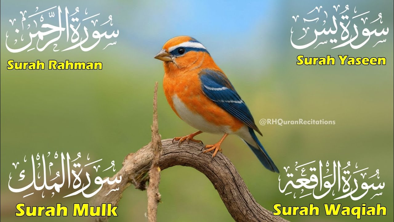 Beautiful Surah Yaseen (Yasin) |Surah Rahman | Surah Waqiah |Surah Mulk | Episode 66