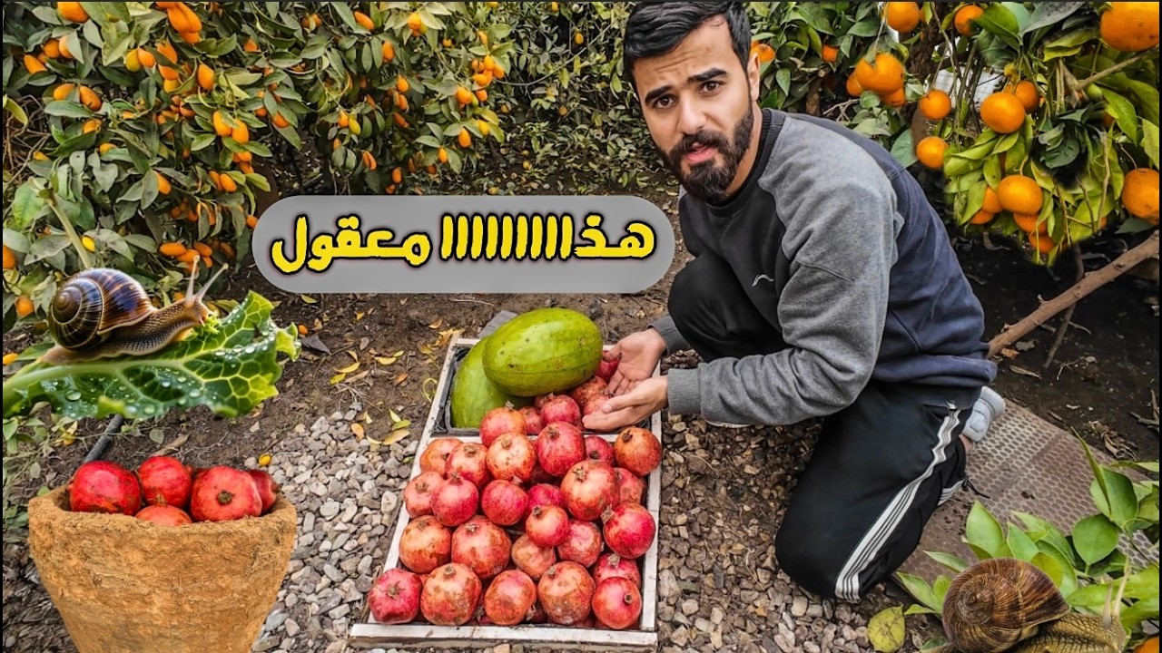 فلاح يخزن الرمان سنة كاملة تحت الارض 🤯