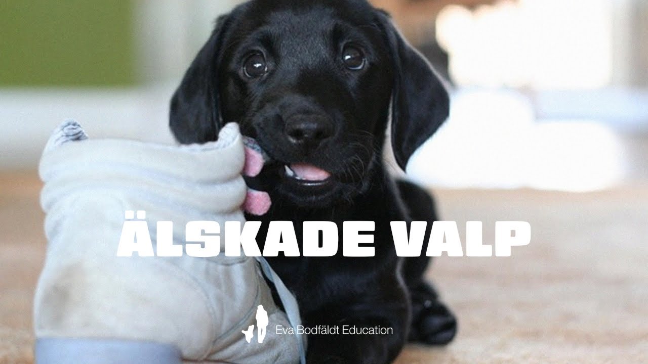 F&ouml;rel&auml;sning &Auml;lskade valp