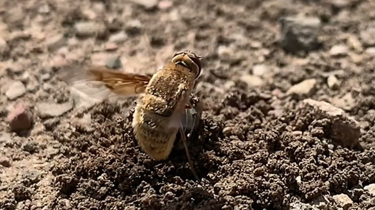 56 Secret Life of Native Bees Trailer