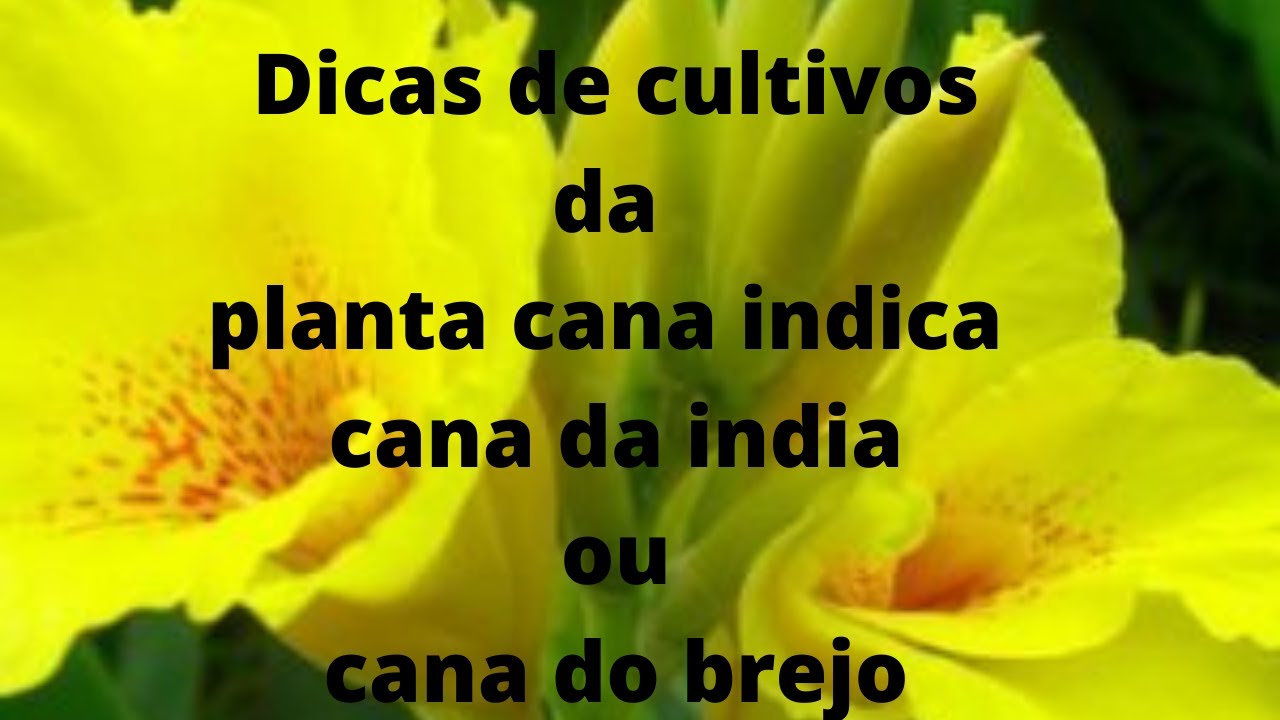 dicas de cultivos da planta cana da india cana indica ou cana do brejo