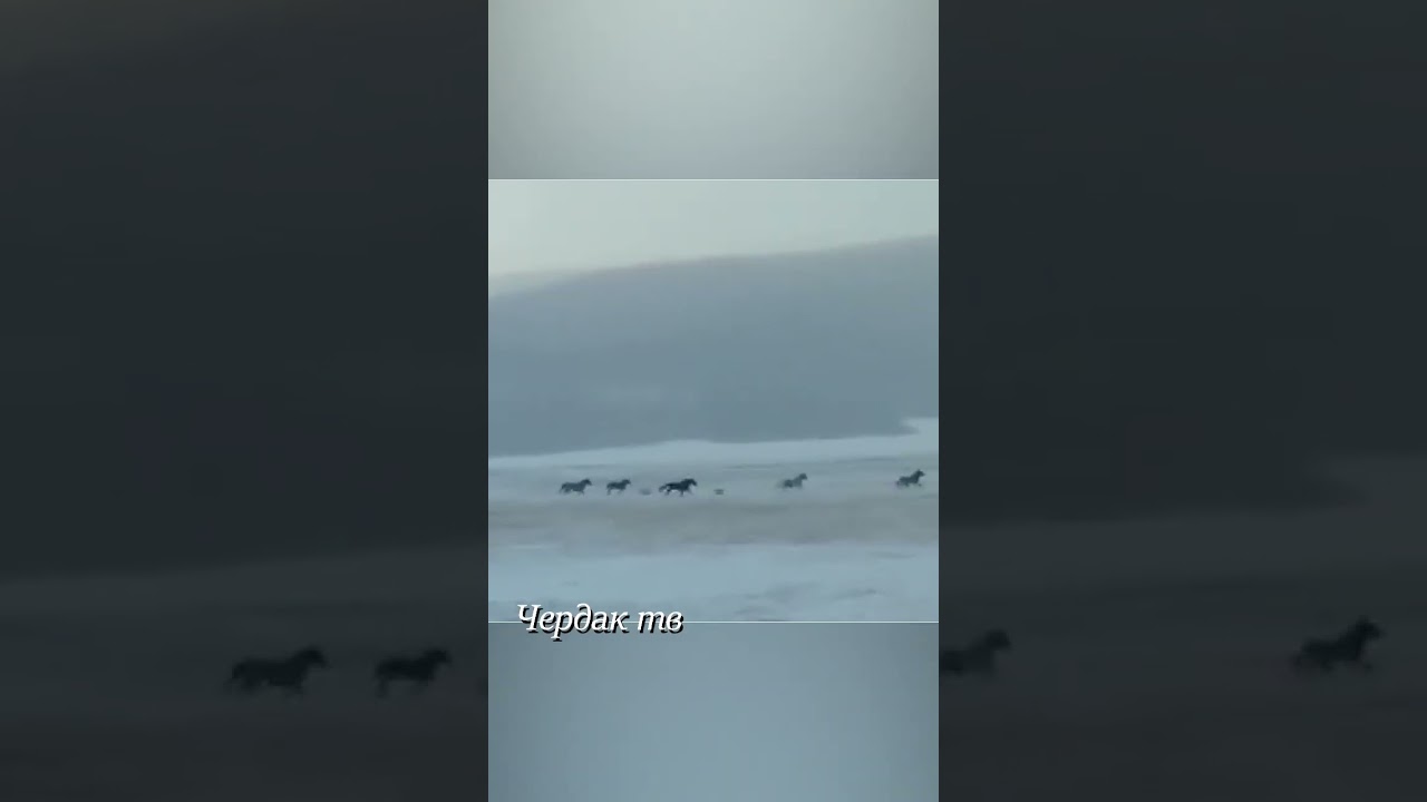 Horses escape from the pursuit of wolves.