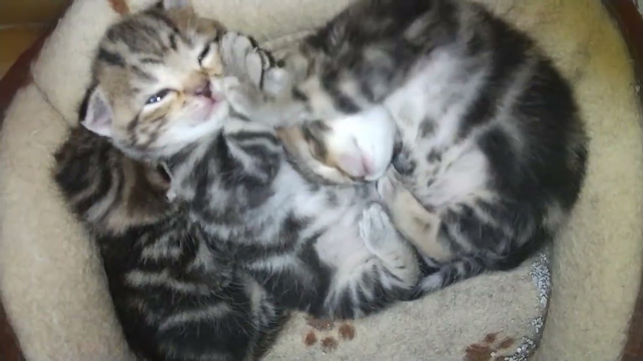 じゃれあう子猫