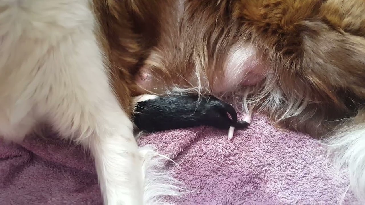30.07.2020 - Bonnie und Tochter Bjelle kurz nach deren Geburt (16:31:59 h)