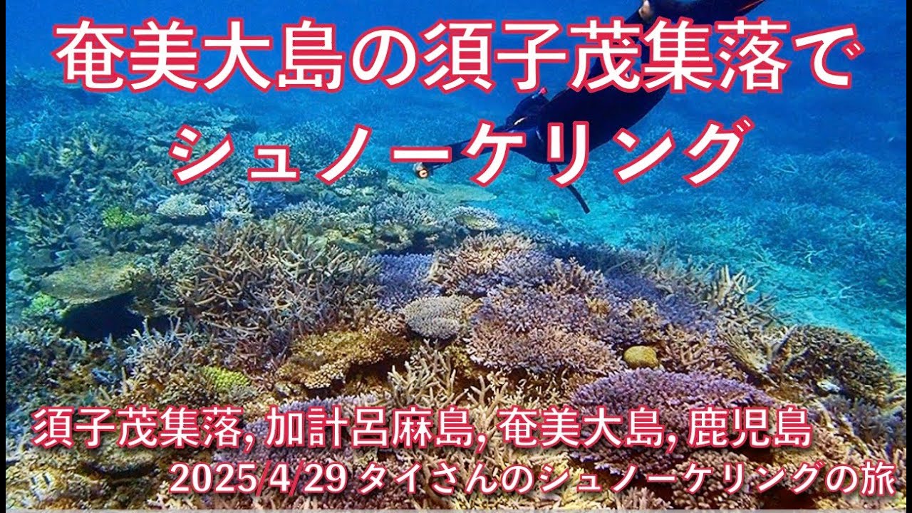 【#140 タイさんのシュノーケリングの旅 】奄美大島, 加計呂麻島の須子茂集落でシュノーケリング, Tai&rsquo;s Journey