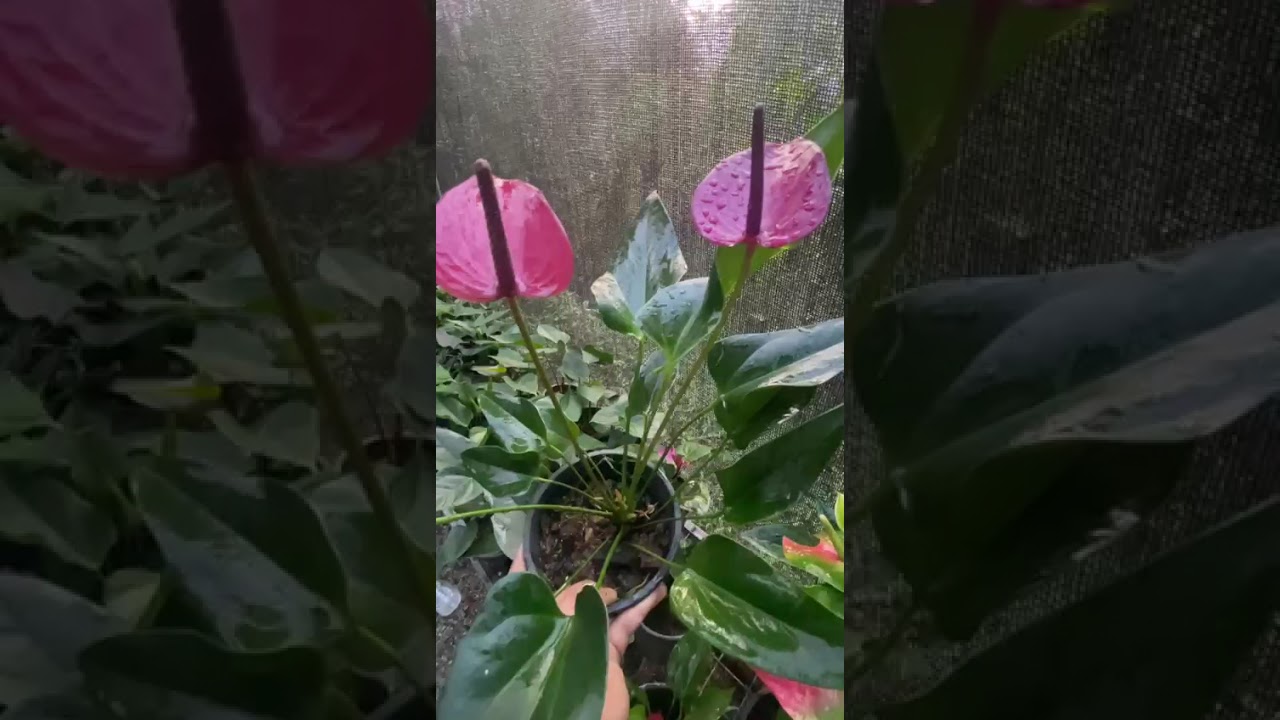 හැඩකාරියෝ මෙයාලා හැමෝම##anthuriumwagawasinhala#fypviral#plants#anthurium0765647812