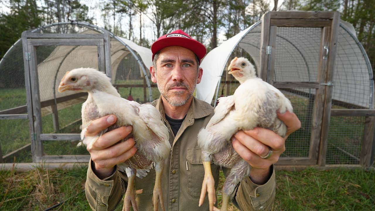 Can I Sell 200 Chickens This Year