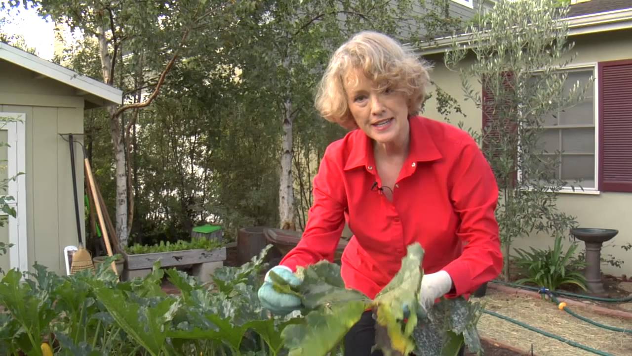 How to Prune Zucchini : Urban Garden