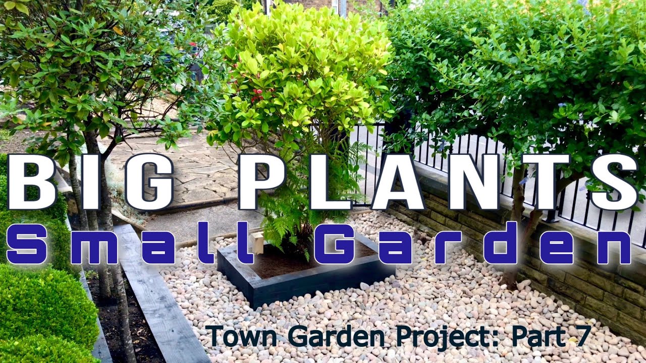 Проект городского сада: посадка 25-летней японской ели #преображениесада #преображениесада