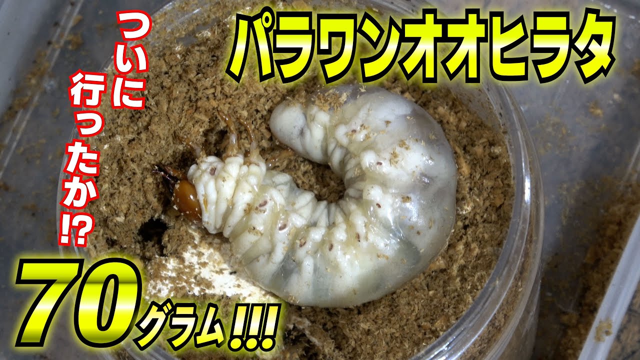 70グラムを目指して飼育しているパラワンオオヒラタ3本目に投入