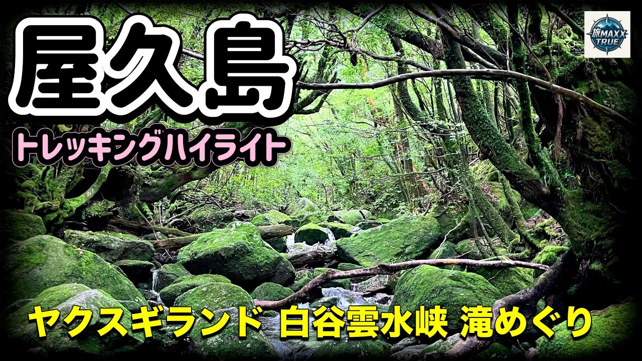 【屋久島】トレッキングハイライト！ヤクスギランド、白谷雲水峡、滝めぐり