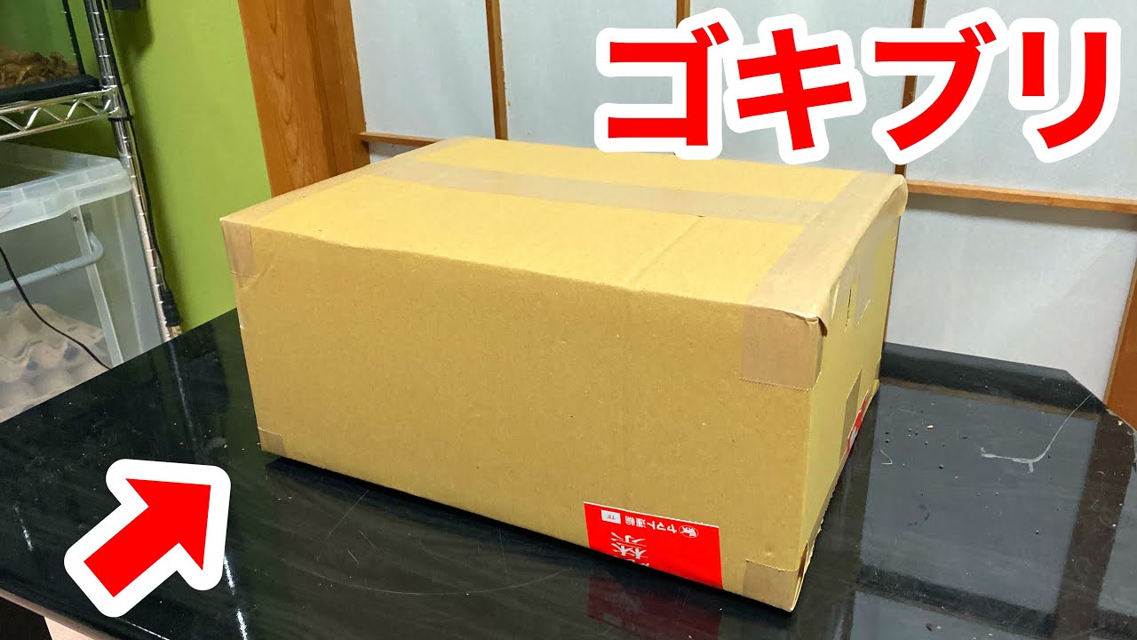 １００００円分のゴキブリが届きました