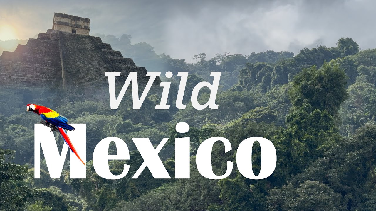 Chasing birds in the jungles of Mexico