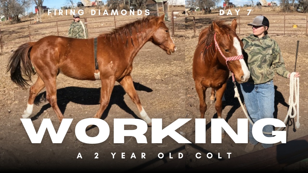 Firing Diamonds aka Flame | 2 year old gelding | Session 7