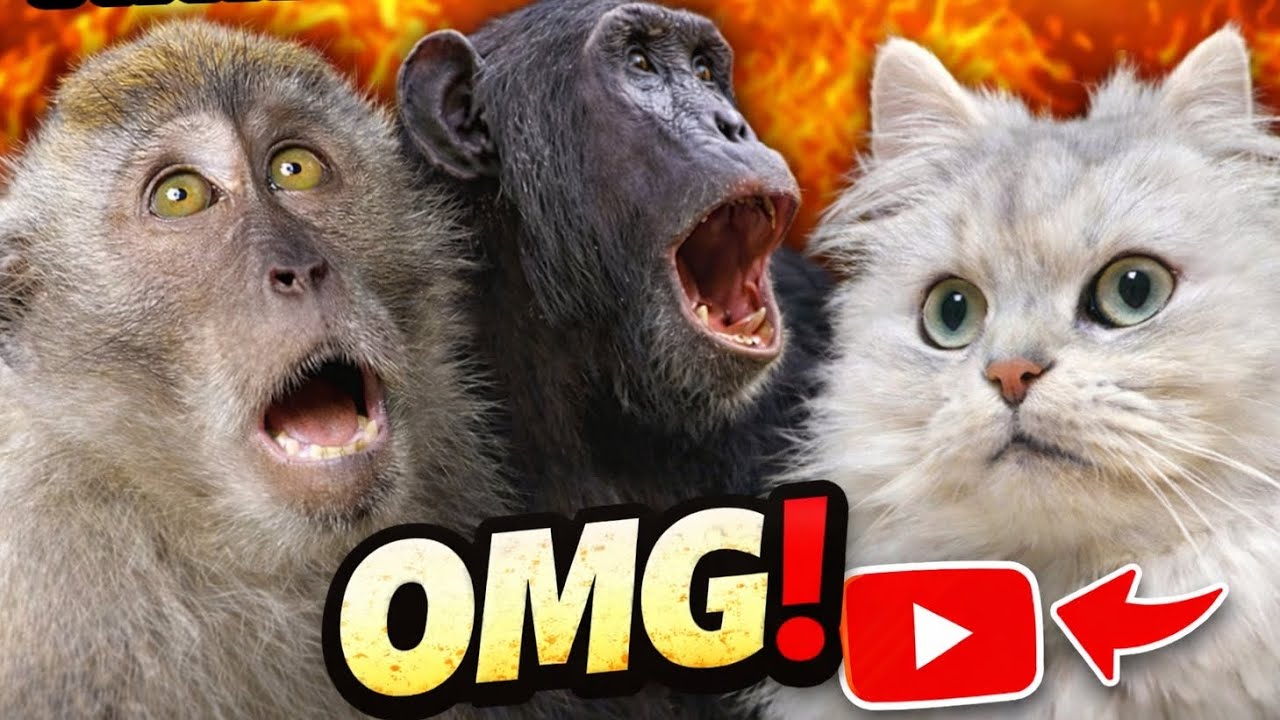 👉 OMG 😱 இந்த பூனை செய்த செயல் எல்லாரையும் Shock ஆச்சு! Monkey Reaction 😂