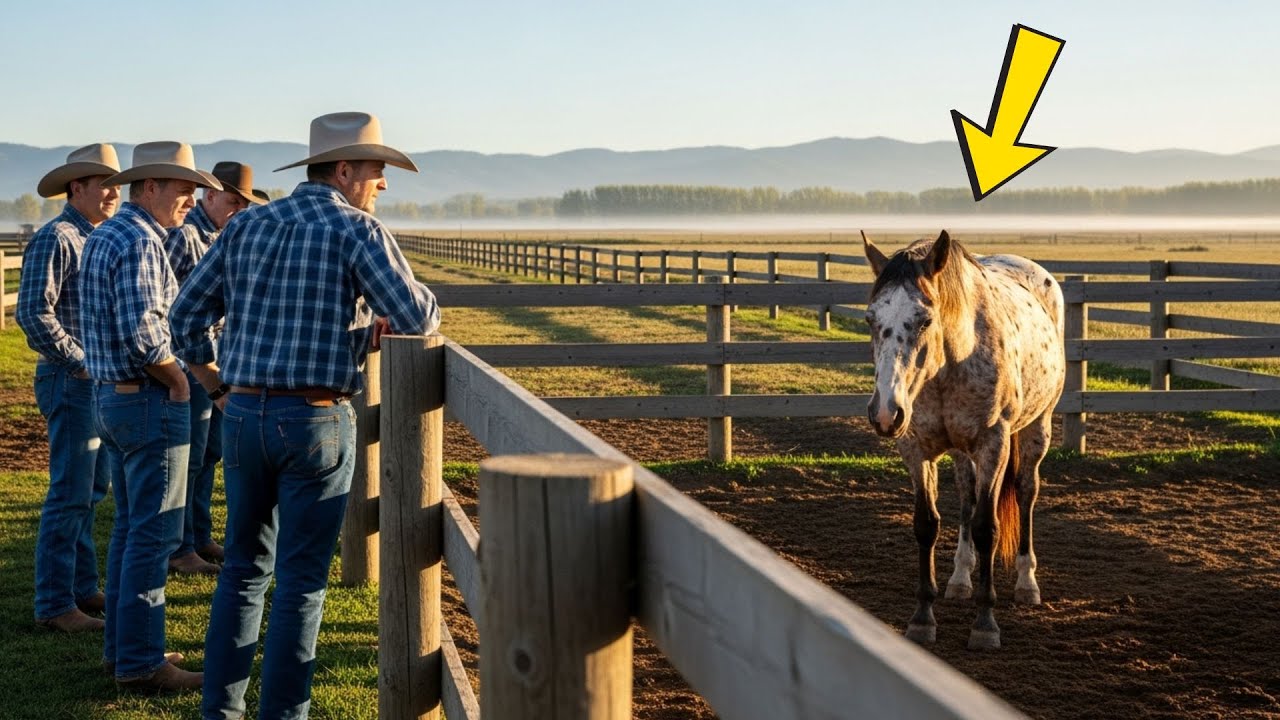 ÉL COMPRÓ UN CABALLO POR 200 DÓLARES… Y EL DESCUBRIMIENTO INESPERADO LO CAMBIÓ PARA SIEMPRE.