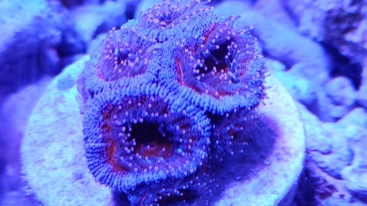 🐟 Acuario Marino al detalle . ¿ Que os parecen estos corales ?