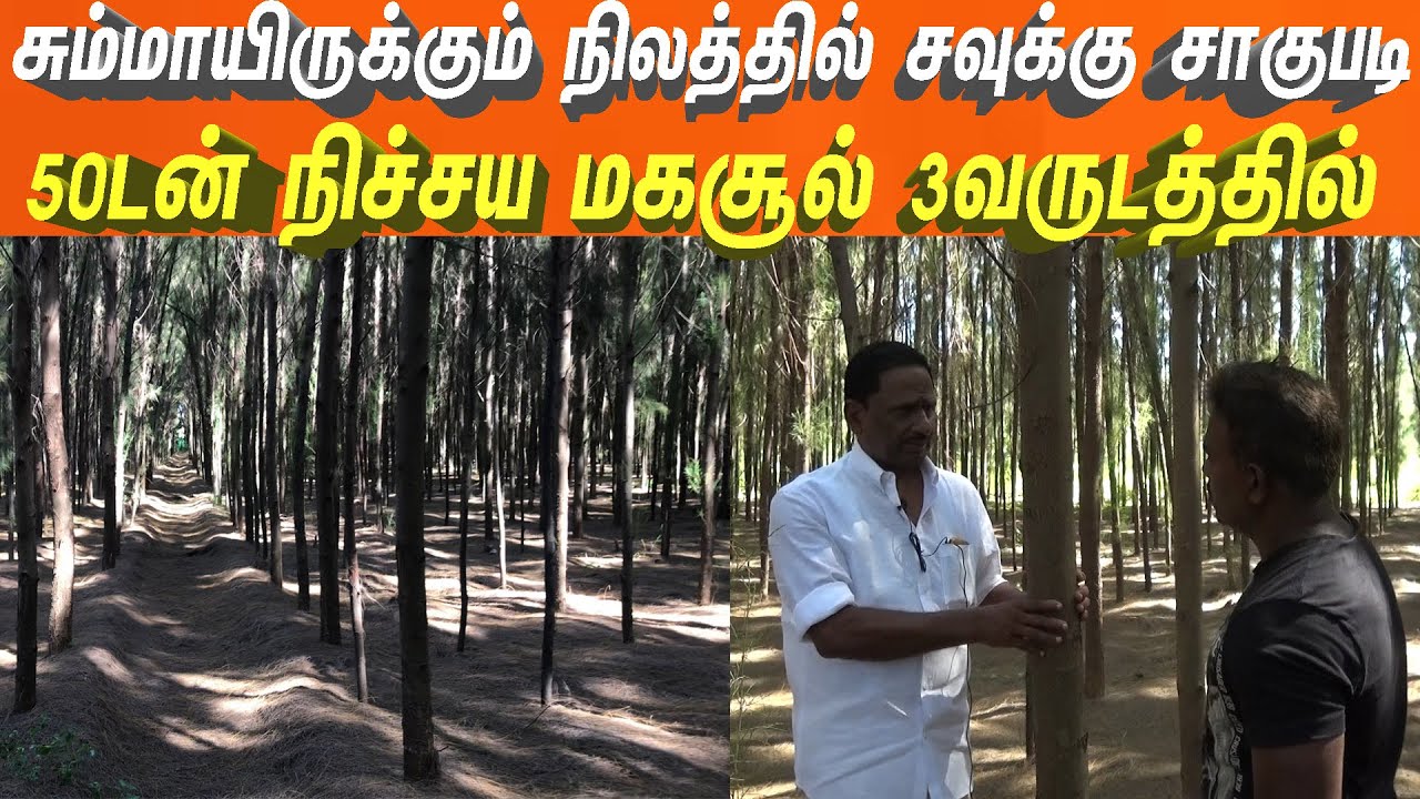 ஜிங்கோனிய சவுக்கு15 வருடமாக சாகுபடி செய்யும் விவசாயி