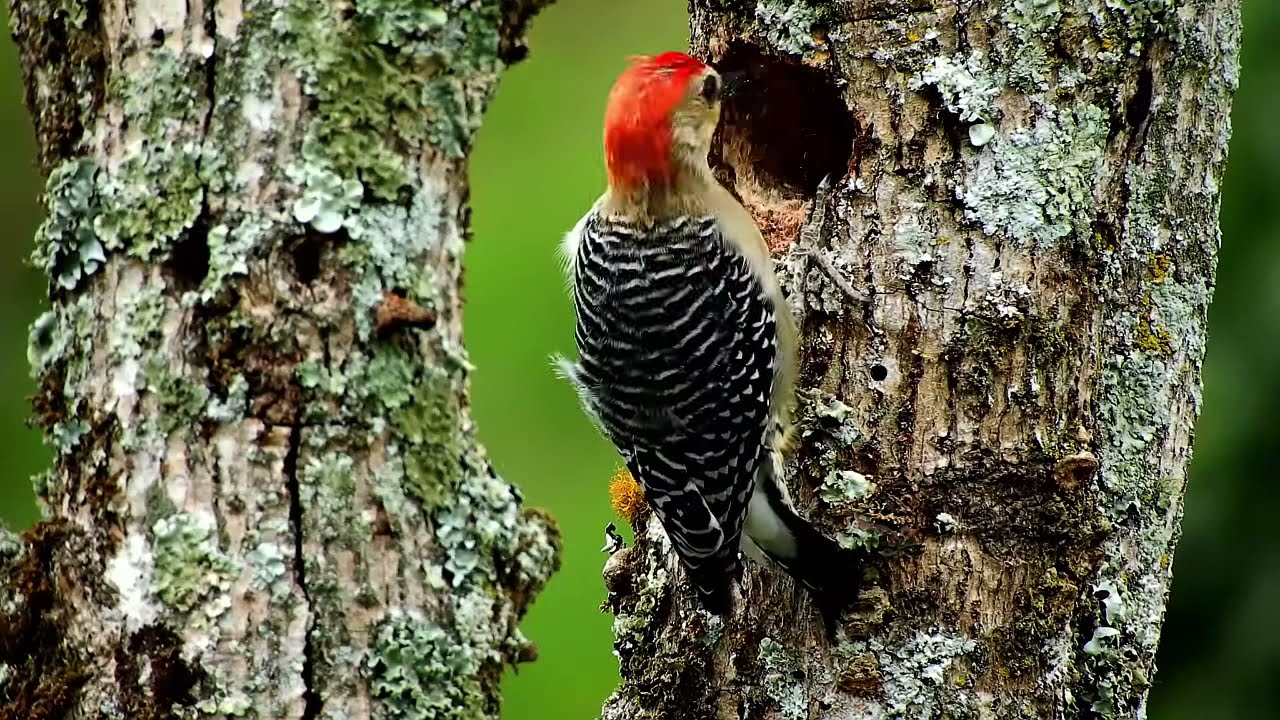 beautiful relaxing music calm piano Soft music with birdsong