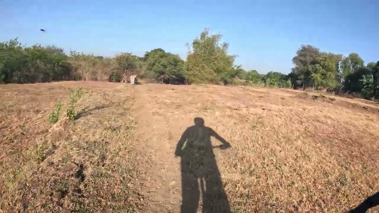 shadow chasing cows #mtbguide #surlykrampus #goprohero12 #mtbtrails